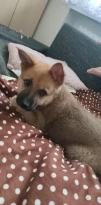 Štěně Norského Buhunda (fenka)