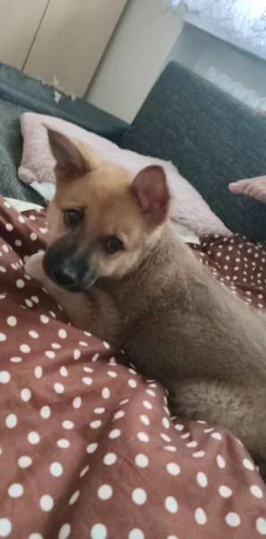 Štěně Norského Buhunda (fenka)