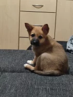 Štěně Norského Buhunda (fenka)