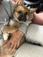 Štěně Norského Buhunda (fenka)