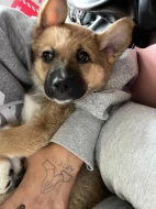 Štěně Norského Buhunda (fenka)