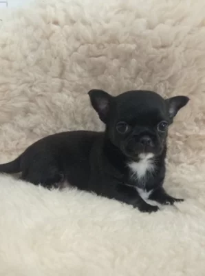 Čivava krátkosrstý pejsek