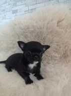 Čivava krátkosrstý pejsek