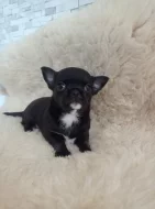 Čivava krátkosrstý pejsek