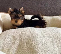 Jorkšírský teriér s PP FCI