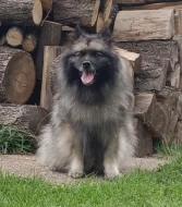 Německý špic vlčí prodám štěňata s PP