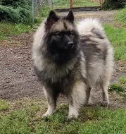 Německý špic vlčí prodám štěňata s PP