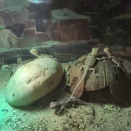 Agama vousatá - mláďata