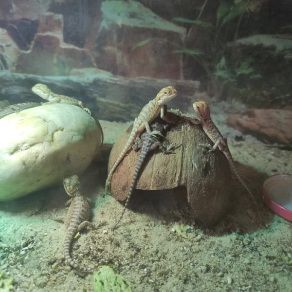 Agama vousatá - mláďata