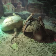 Agama vousatá - mláďata