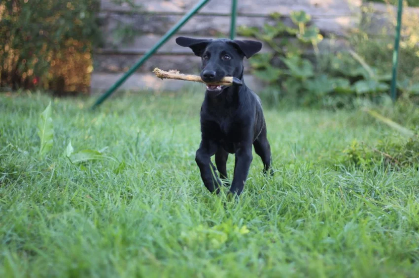Labradorský retrívr trial