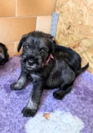 Knírač střední pepř a sůl