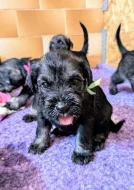 Knírač střední pepř a sůl