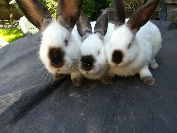 Prodám Kalifornské králíky obojího pohlaví