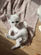 Burmilla - koťátka s PP