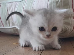 Burmilla - koťátka s PP