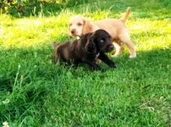 Německý křepelák - psi