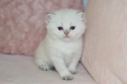 Britská koťátka colorpoint s PP