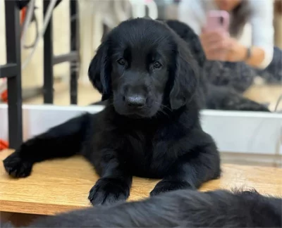 Flat coated retriever s PP - volná jedna holčička