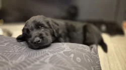 Flat coated retriever s PP - volná jedna holčička