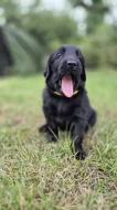 Flat coated retriever s PP - volná jedna holčička