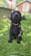 Flat coated retriever s PP - volná jedna holčička