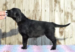Flat coated retriever s PP - volná jedna holčička