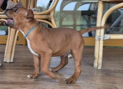 Stafordšírský bullteriér s PP