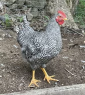 Kachna saská,kohouti Am,Ba.