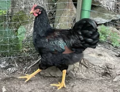 Kachna saská,kohouti Am,Ba.