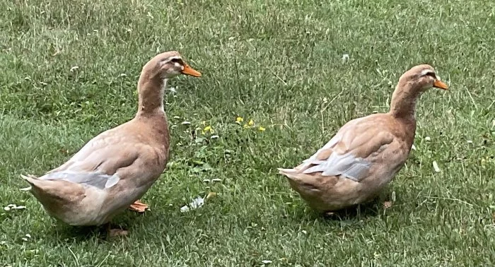 Kachna saská,kohouti Am,Ba.