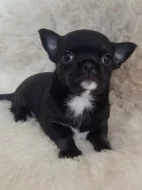 Čivava krátkosrstý pejsek