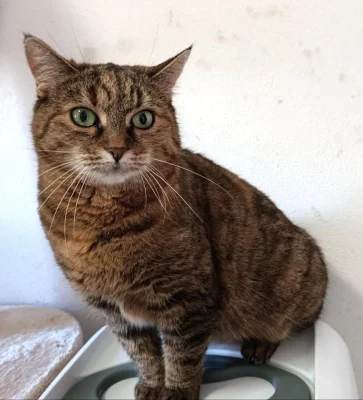 Kočička Filipa hledá nový domov