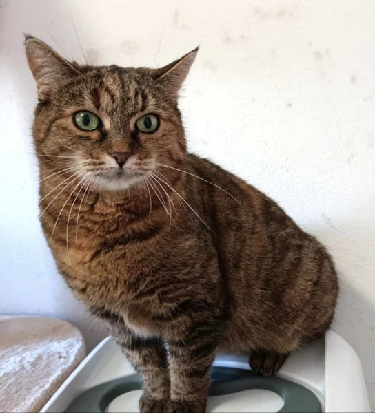 Kočička Filipa hledá nový domov