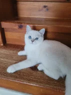 Britská koťata s PP