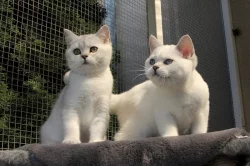 Britská koťata s PP