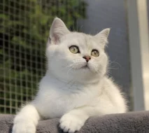 Britská koťata s PP