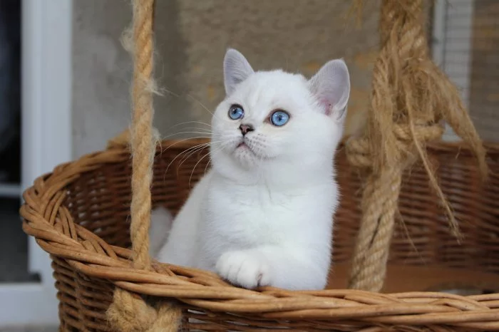 Britská koťata s PP