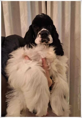 Americký kokršpaněl