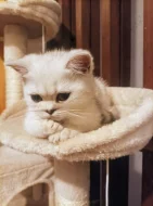 Koťátko Britské stříbrné činčily