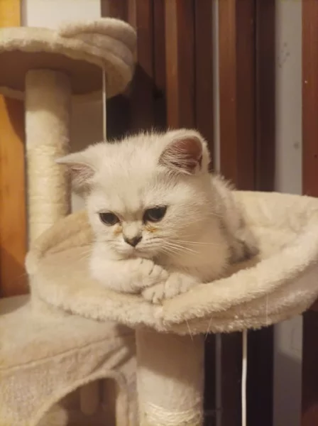 Koťátko Britské stříbrné činčily