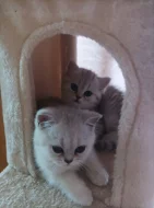 Koťátko Britské stříbrné činčily