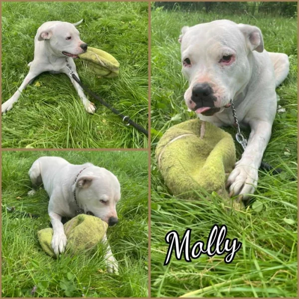 Molly Argentinská doga