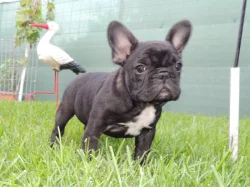 FRANCOUZSKÝ BULDOČEK s PP