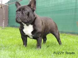 FRANCOUZSKÝ BULDOČEK s PP