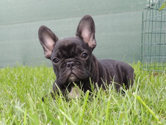 FRANCOUZSKÝ BULDOČEK s PP