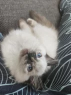 Ragdoll koťátka s PP