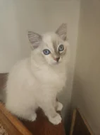 Ragdoll koťátka s PP