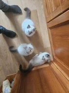 Ragdoll koťátka s PP