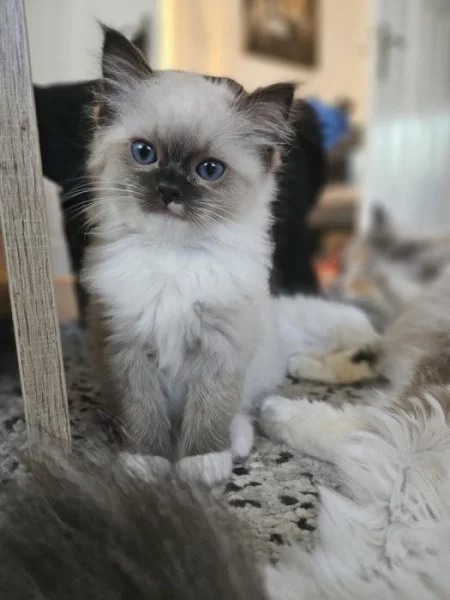 Ragdoll koťátka s PP